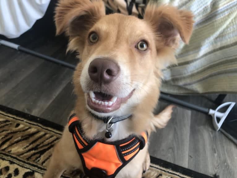 Sport, an American Pit Bull Terrier and Australian Cattle Dog mix tested with EmbarkVet.com