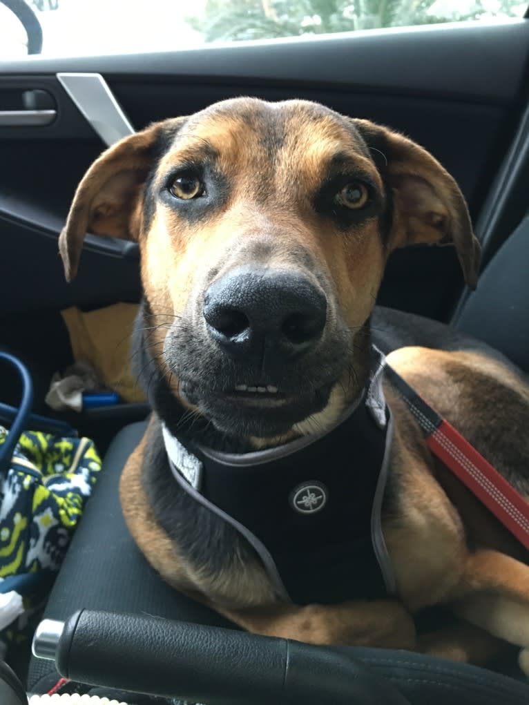 Jake Finn, a Catahoula Leopard Dog and German Shepherd Dog mix tested with EmbarkVet.com