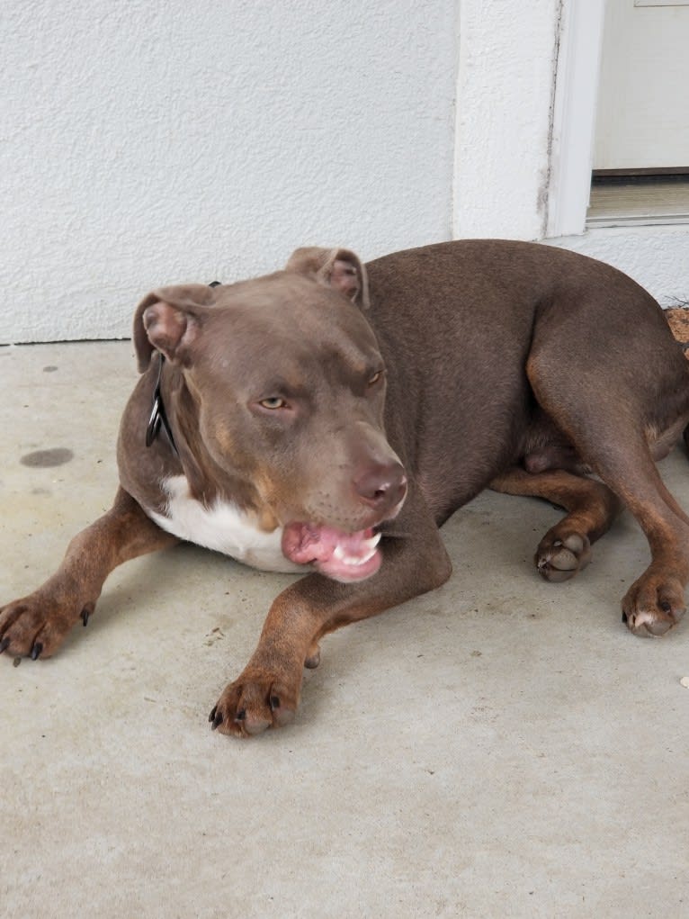 Lucky Monan Krebs, an American Pit Bull Terrier tested with EmbarkVet.com