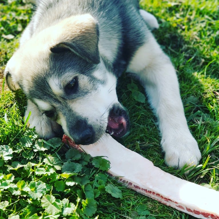 Timber, a Siberian Husky and American Bulldog mix tested with EmbarkVet.com