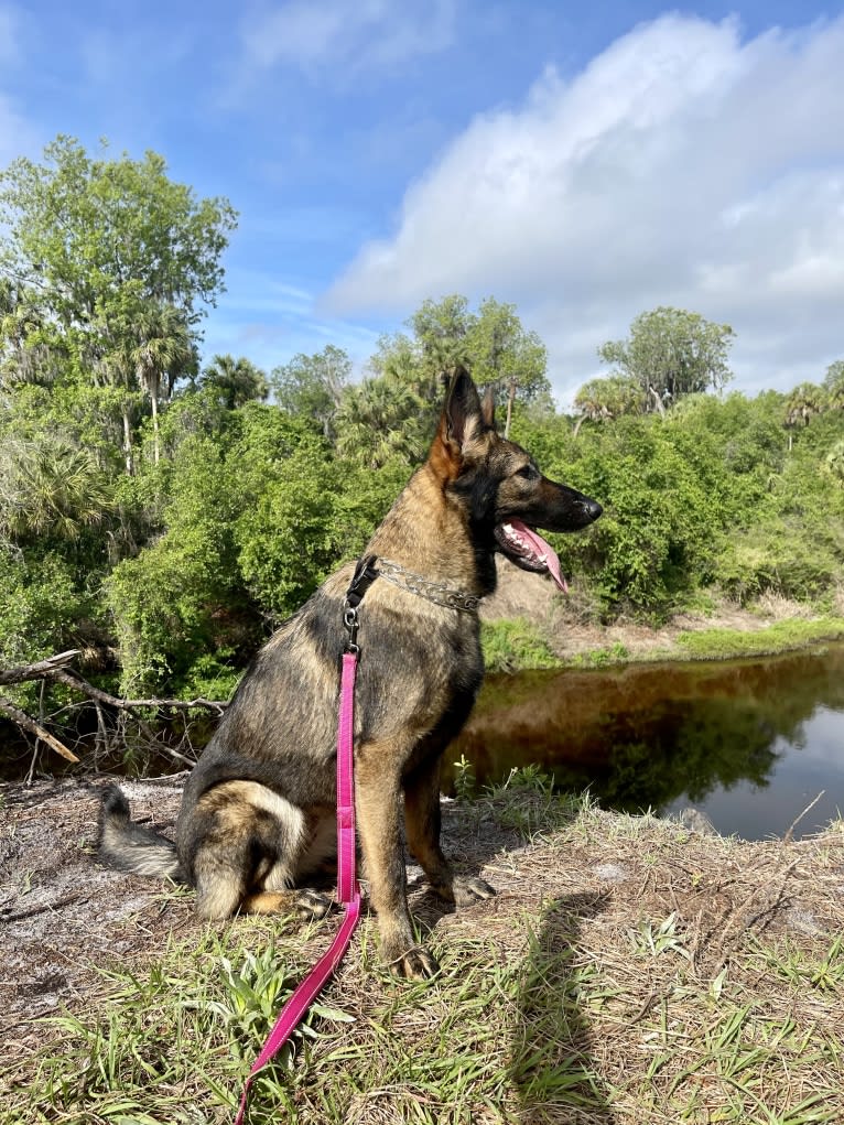 Nova, a German Shepherd Dog tested with EmbarkVet.com