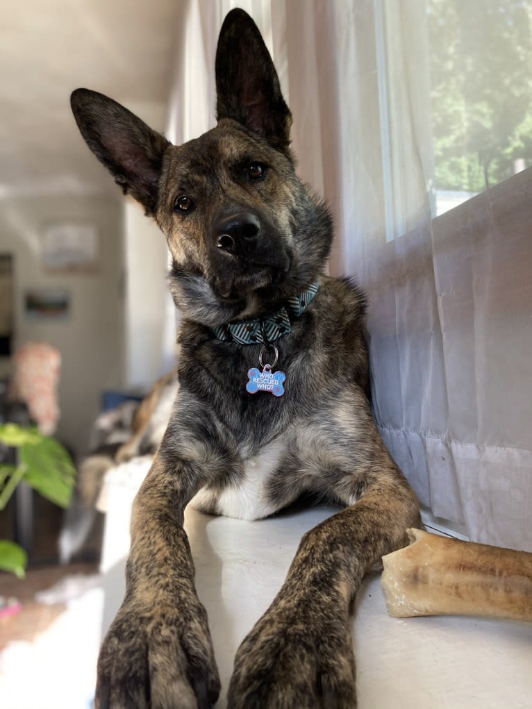 Kona, a Siberian Husky and German Shepherd Dog mix tested with EmbarkVet.com