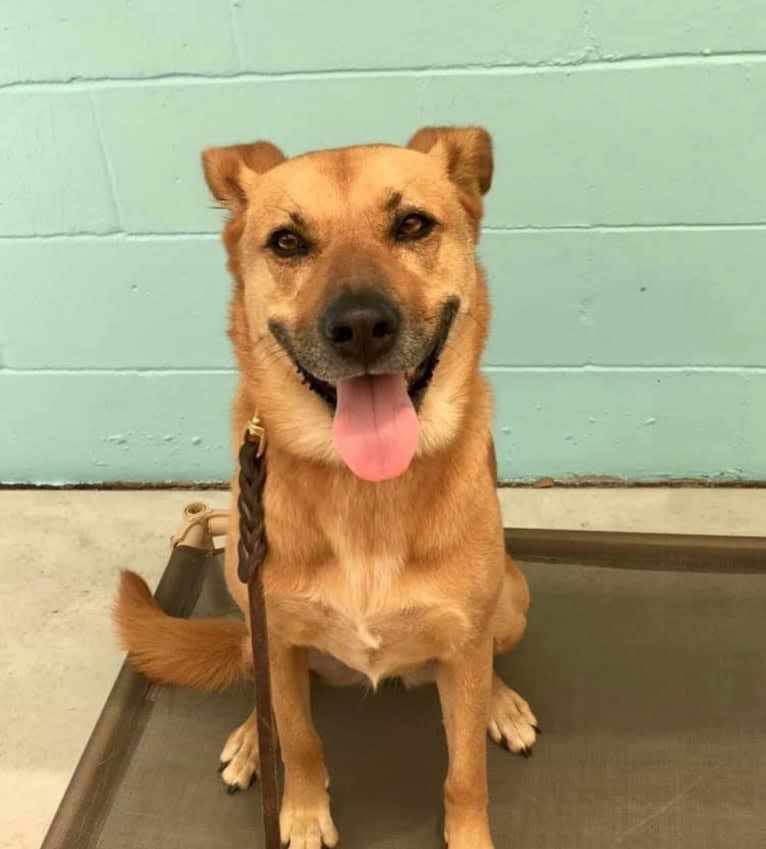 Emily, a Chinese Shar-Pei and Australian Cattle Dog mix tested with EmbarkVet.com