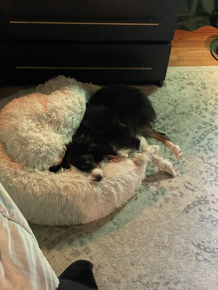 Cricket, an Australian Shepherd tested with EmbarkVet.com