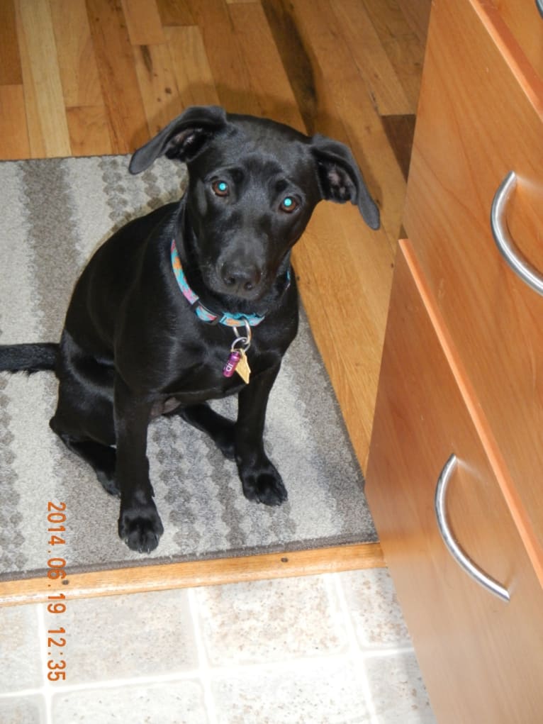Sadie, a Labrador Retriever and Chihuahua mix tested with EmbarkVet.com