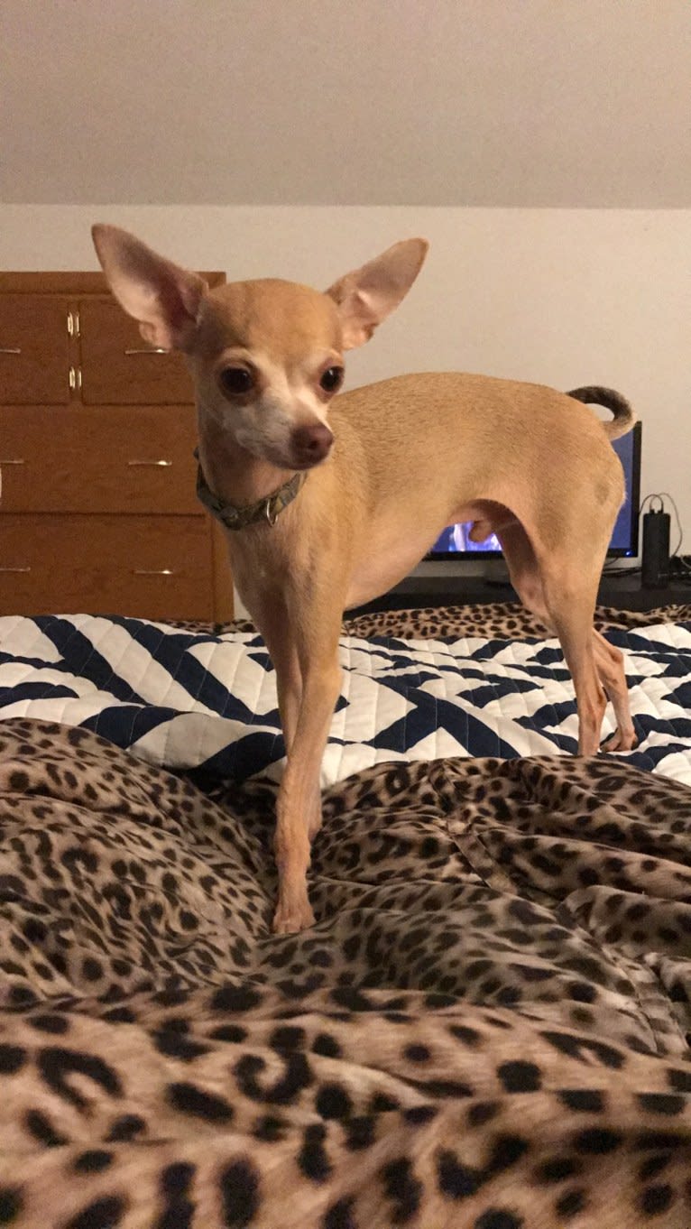 Toco Pants, a Chihuahua tested with EmbarkVet.com