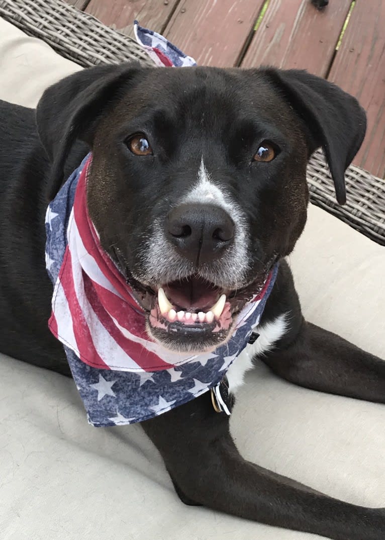 Wilson Xavier, a Boxer and Labrador Retriever mix tested with EmbarkVet.com