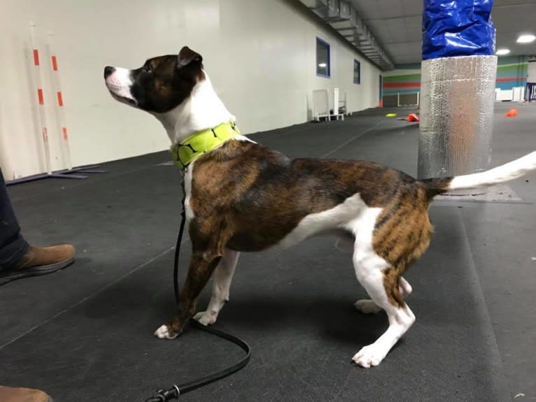 Pan, a Russell-type Terrier and Border Collie mix tested with EmbarkVet.com