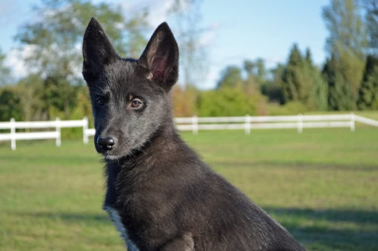 Luka, a Siberian Husky and Belgian Sheepdog mix tested with EmbarkVet.com