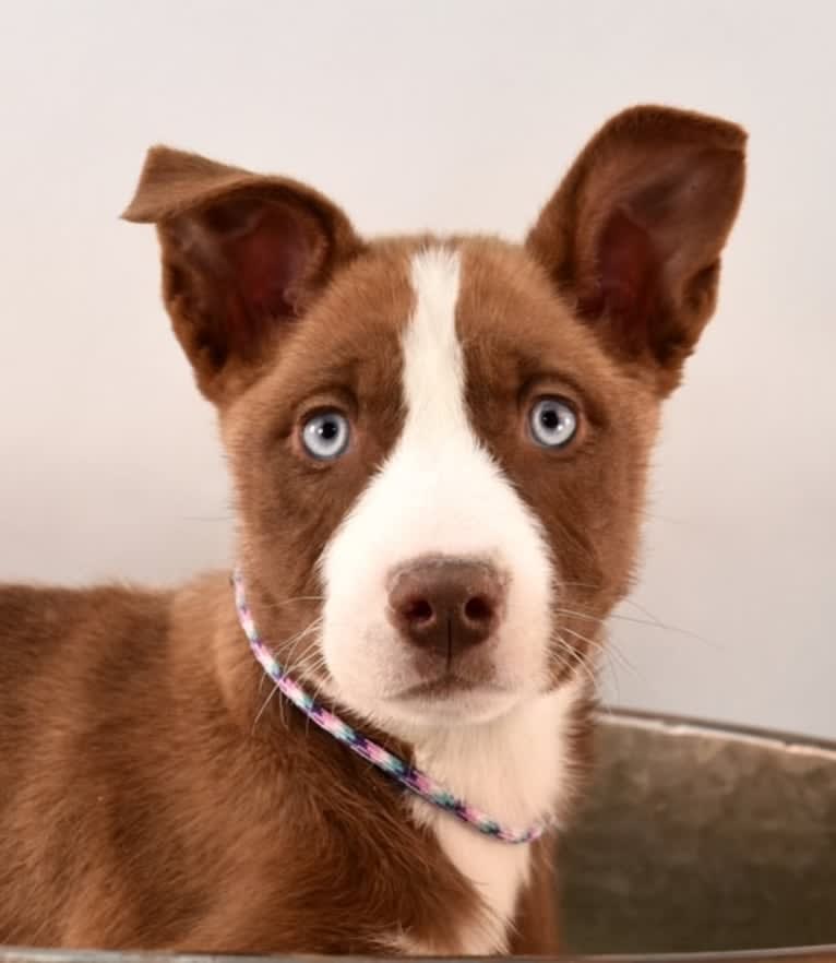 Sabine, a Siberian Husky and American Pit Bull Terrier mix tested with EmbarkVet.com