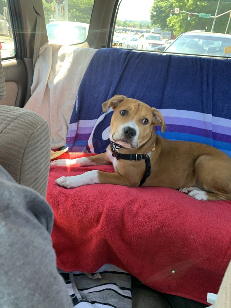 Larry, an American Pit Bull Terrier and American Staffordshire Terrier mix tested with EmbarkVet.com