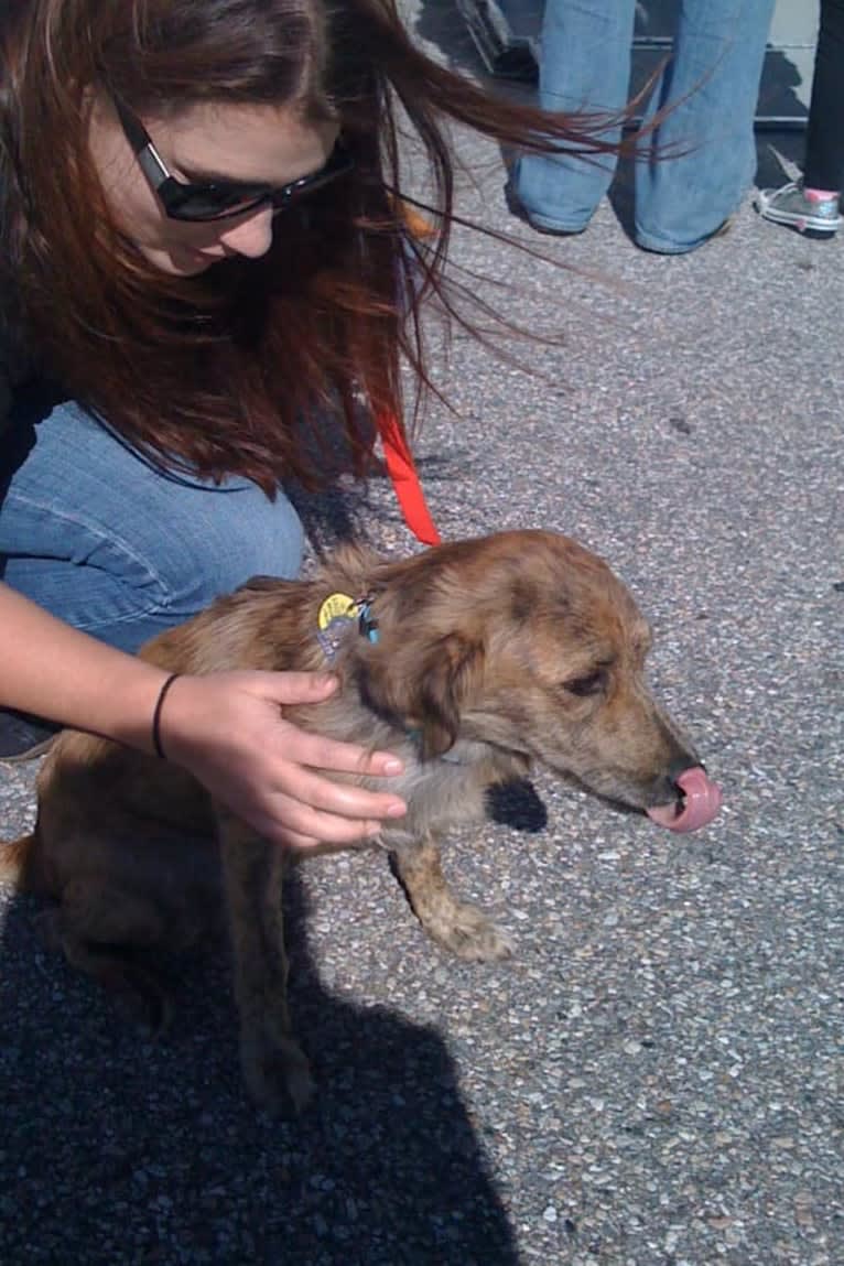 Remmy, a Beagle and Poodle (Small) mix tested with EmbarkVet.com