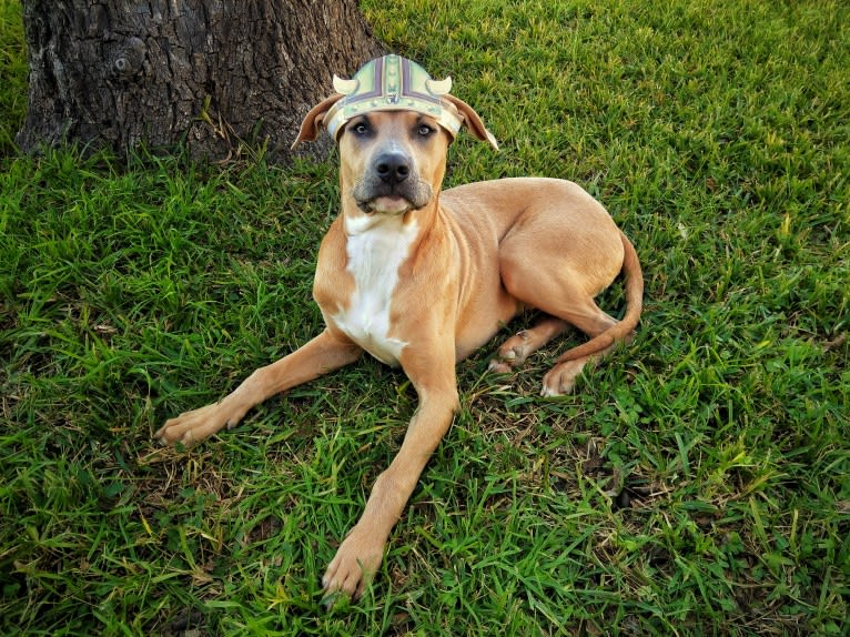 Lucian, an American Pit Bull Terrier and Rat Terrier mix tested with EmbarkVet.com