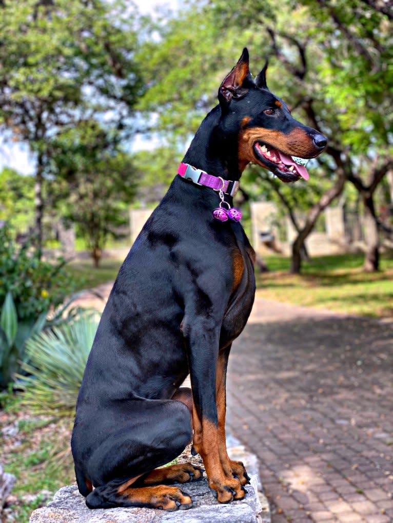 Lexie, a Doberman Pinscher tested with EmbarkVet.com