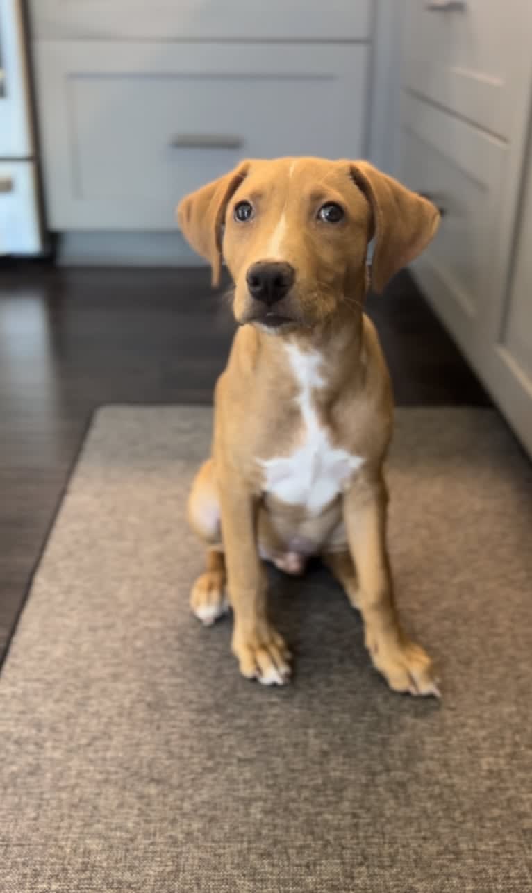 Laszlo, an Australian Cattle Dog and American Pit Bull Terrier mix tested with EmbarkVet.com