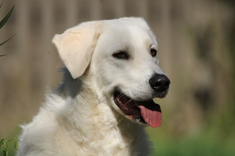 Akira, an Eastern European Village Dog tested with EmbarkVet.com