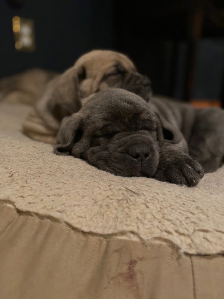 Rocco Roman Hughes, a Cane Corso tested with EmbarkVet.com