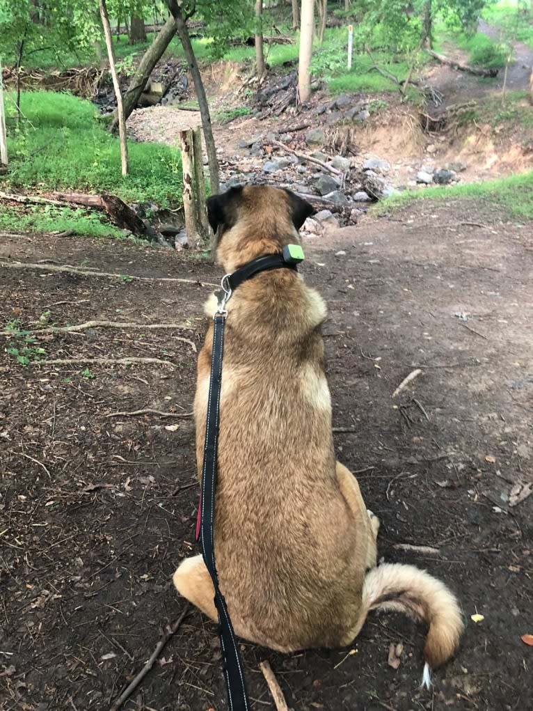 Fisher, an Anatolian Shepherd Dog tested with EmbarkVet.com