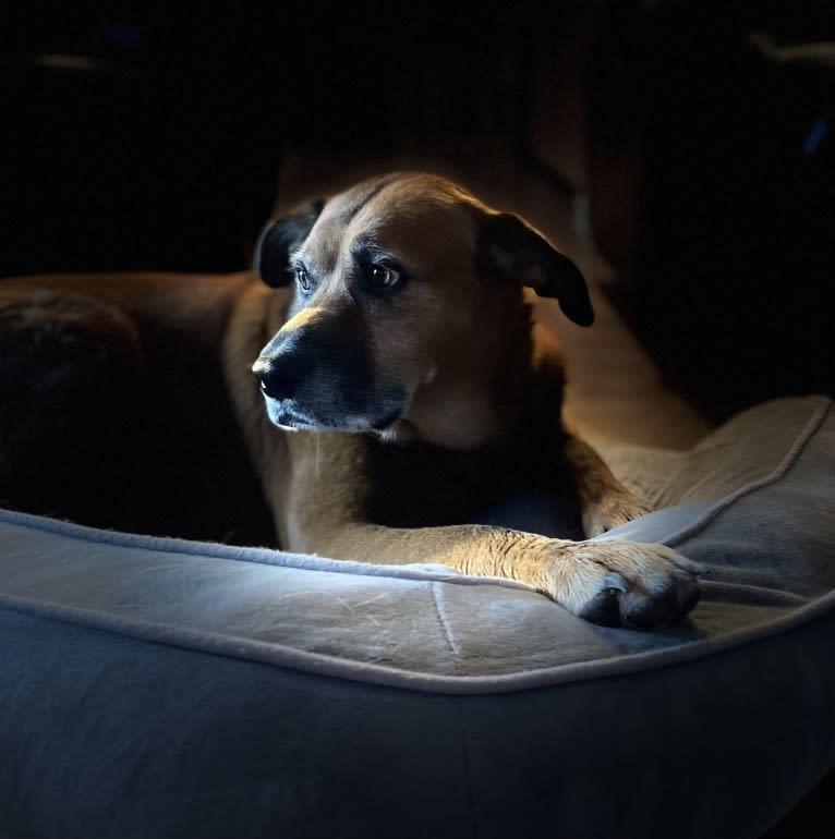 Piper, a Rottweiler and Chow Chow mix tested with EmbarkVet.com