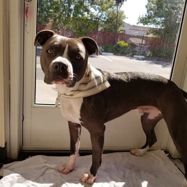 MaSiWei, an American Bully tested with EmbarkVet.com
