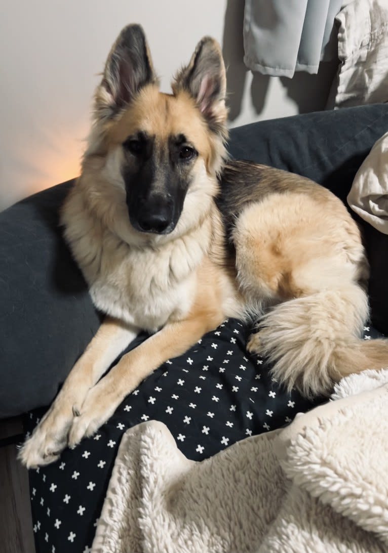 Mila, a White Shepherd tested with EmbarkVet.com