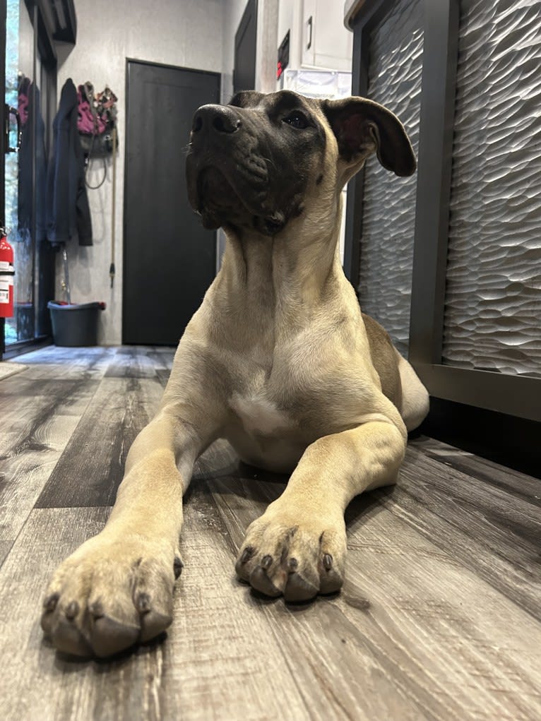 Stella, a Perro de Presa Canario tested with EmbarkVet.com