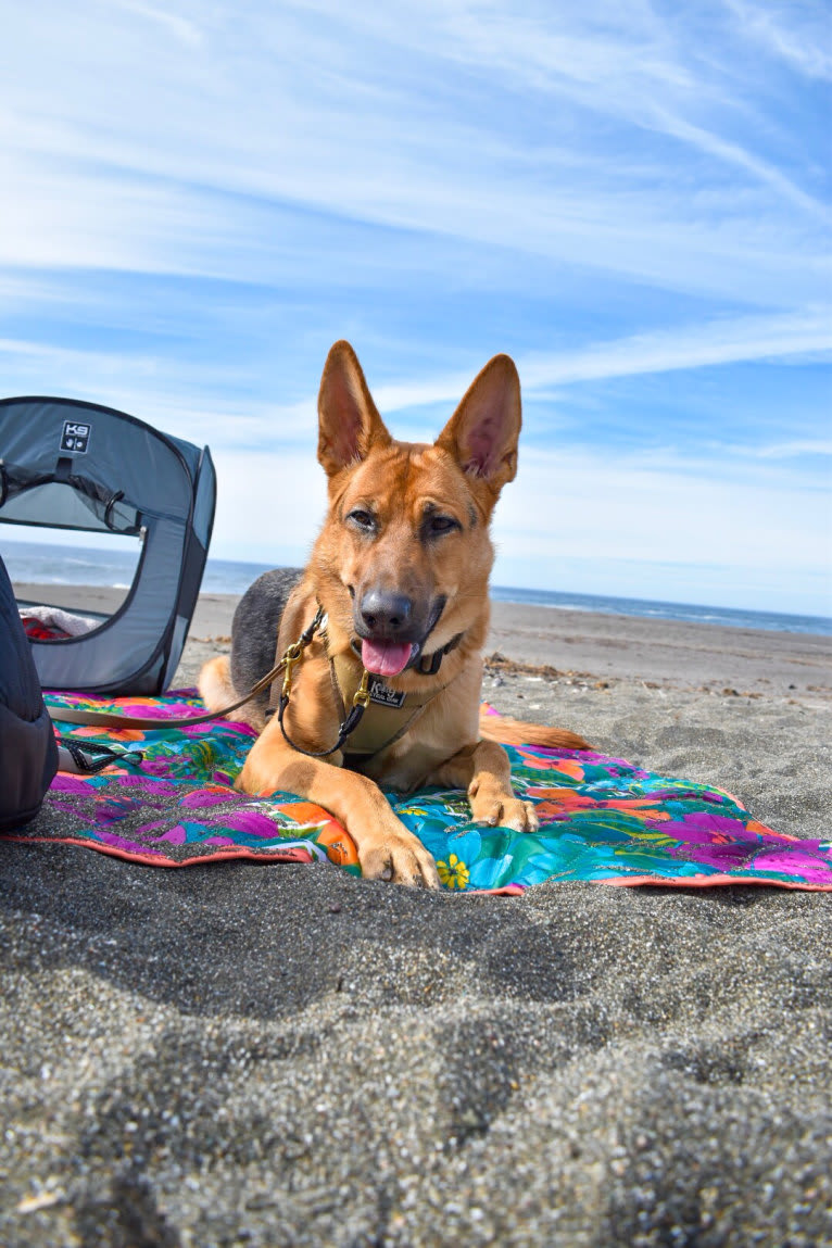 Maui, a German Shepherd Dog tested with EmbarkVet.com