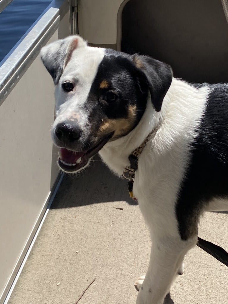 fritz, a Shetland Sheepdog and Australian Shepherd mix tested with EmbarkVet.com