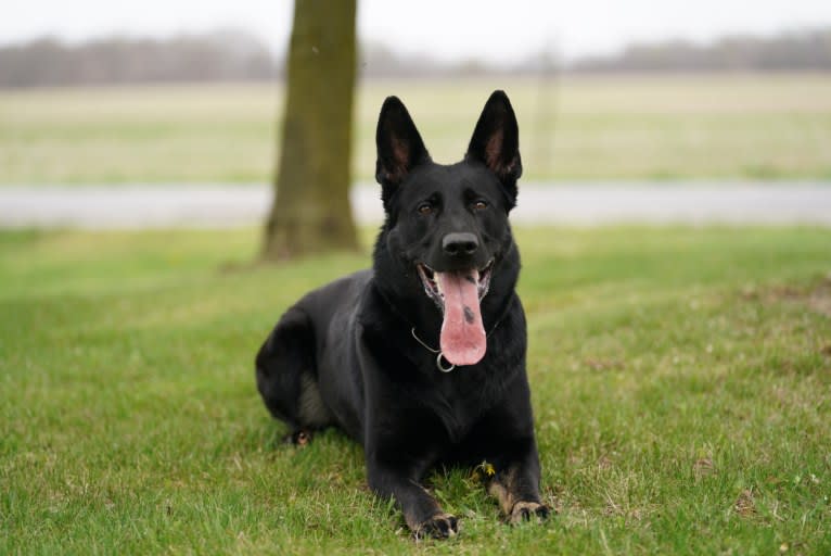 Pashka, a German Shepherd Dog tested with EmbarkVet.com