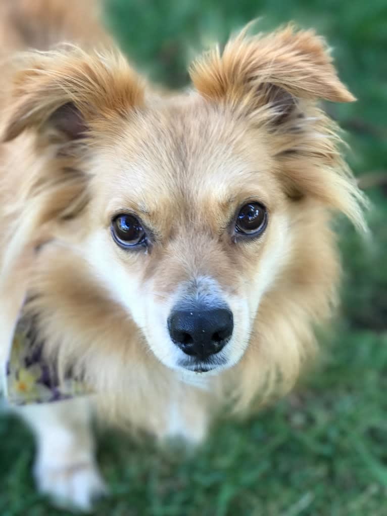 Scout, a German Shepherd Dog and Great Pyrenees mix tested with EmbarkVet.com