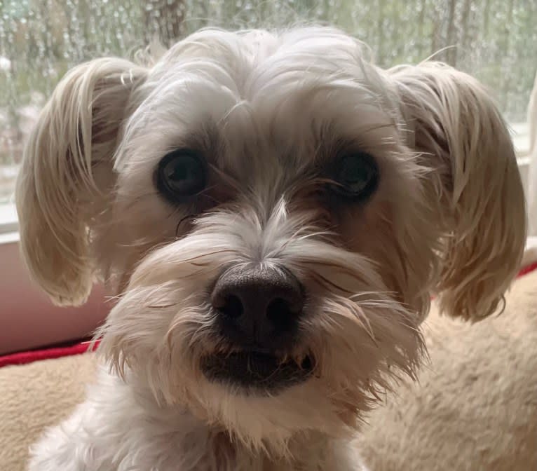 Finley, an American Village Dog and Poodle (Small) mix tested with EmbarkVet.com