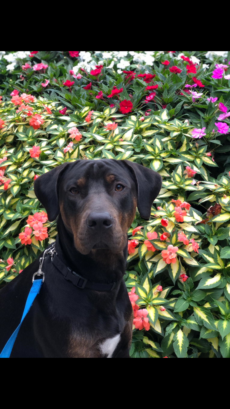 Sampson, a Catahoula Leopard Dog tested with EmbarkVet.com