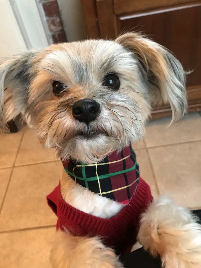 Stu, a Yorkshire Terrier and Maltese mix tested with EmbarkVet.com