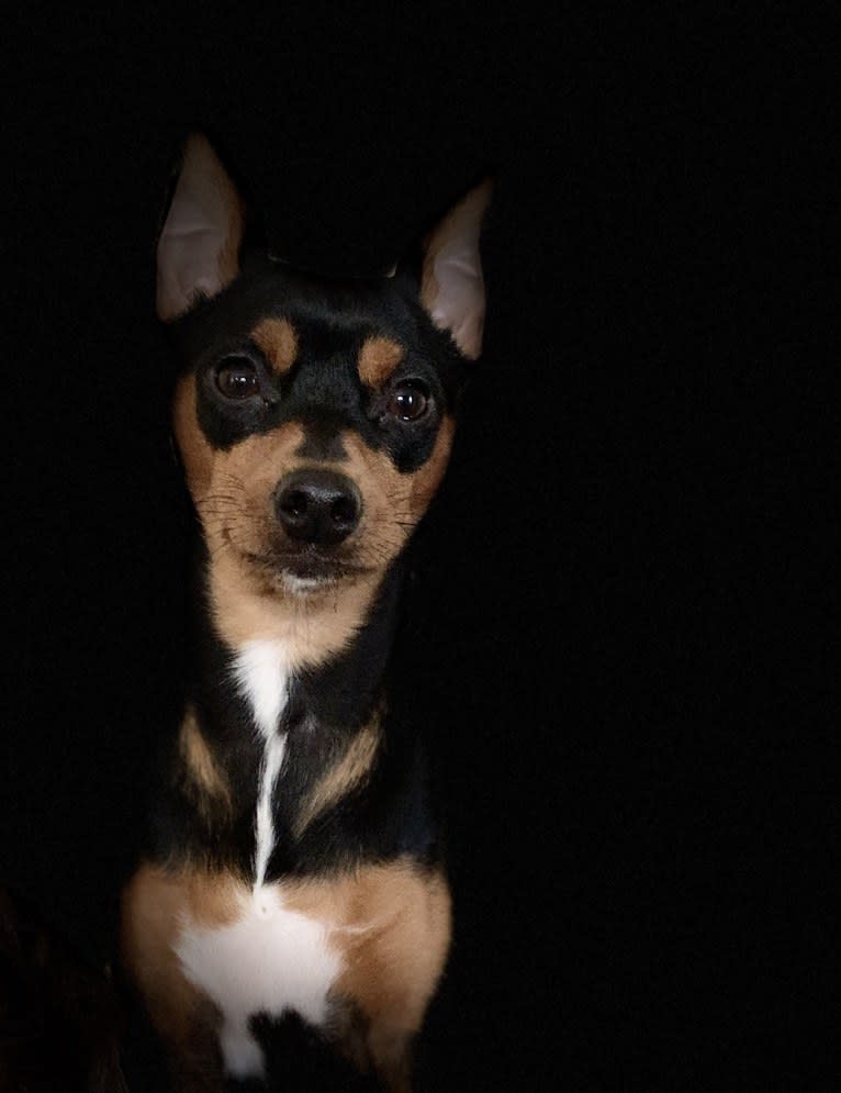 Vinny, a Miniature Pinscher tested with EmbarkVet.com