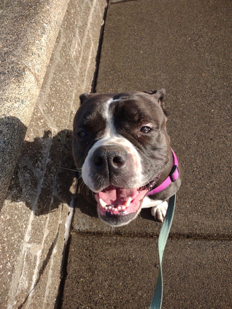 Snoopy, an Olde English Bulldogge tested with EmbarkVet.com