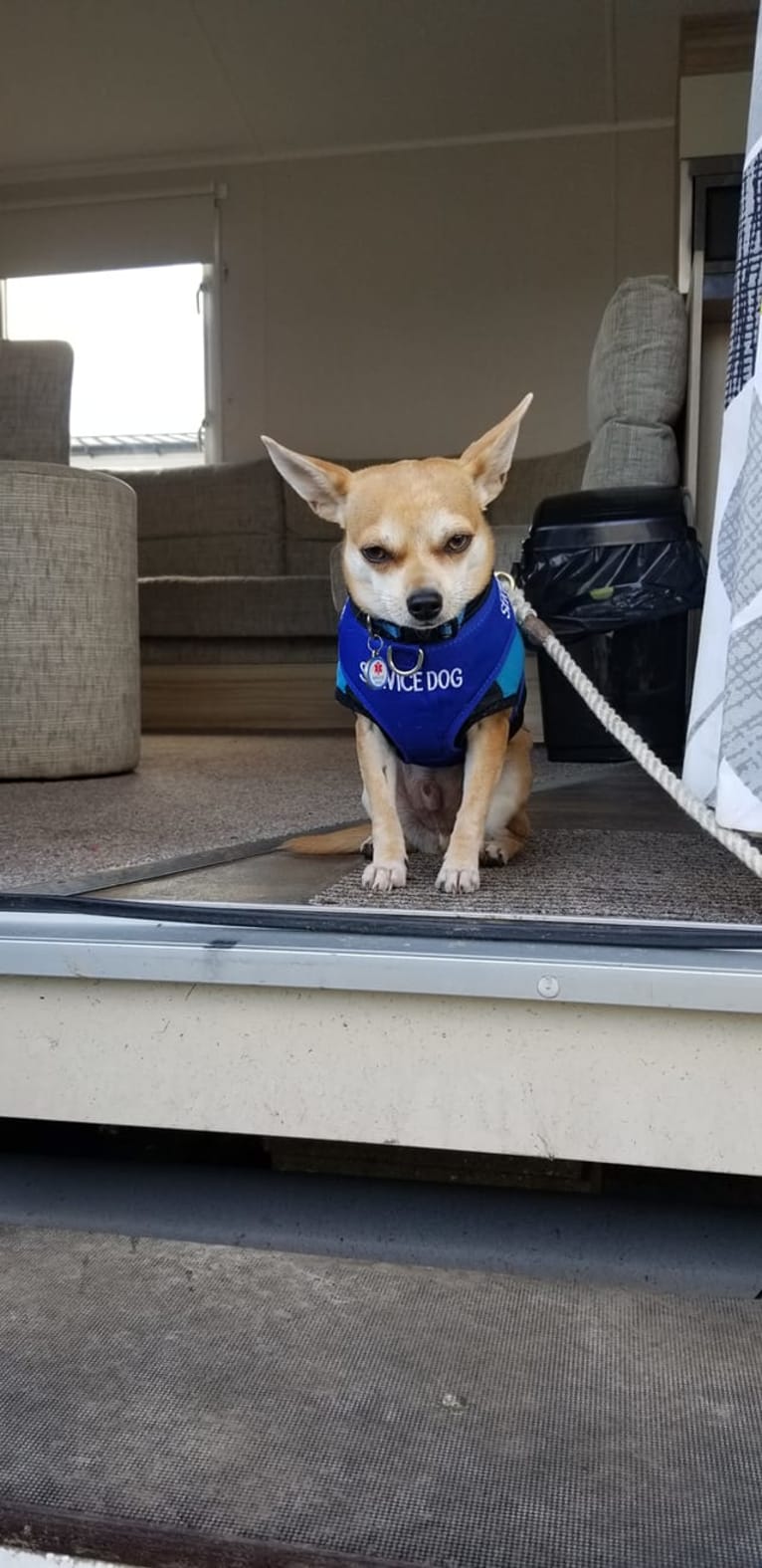 JOE, a Chihuahua and Yorkshire Terrier mix tested with EmbarkVet.com