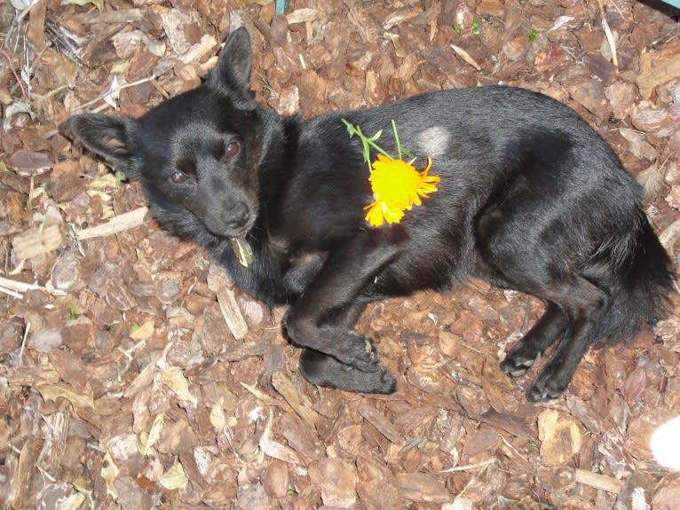 Renard, a Pomeranian and Russell-type Terrier mix tested with EmbarkVet.com