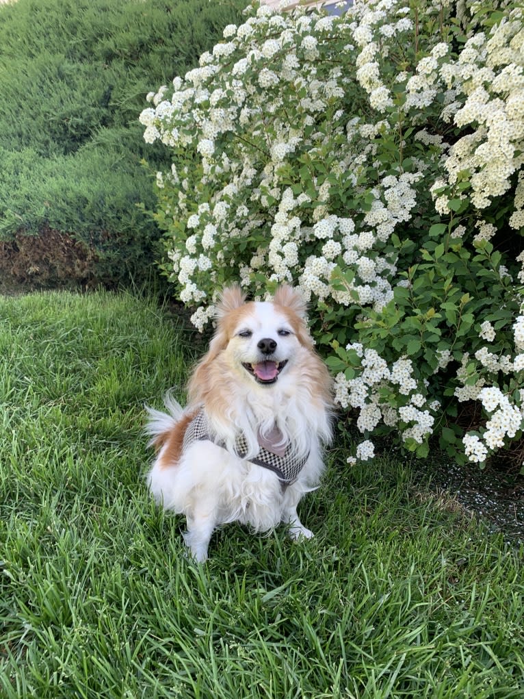 Ziggy, a Papillon and Maltese mix tested with EmbarkVet.com