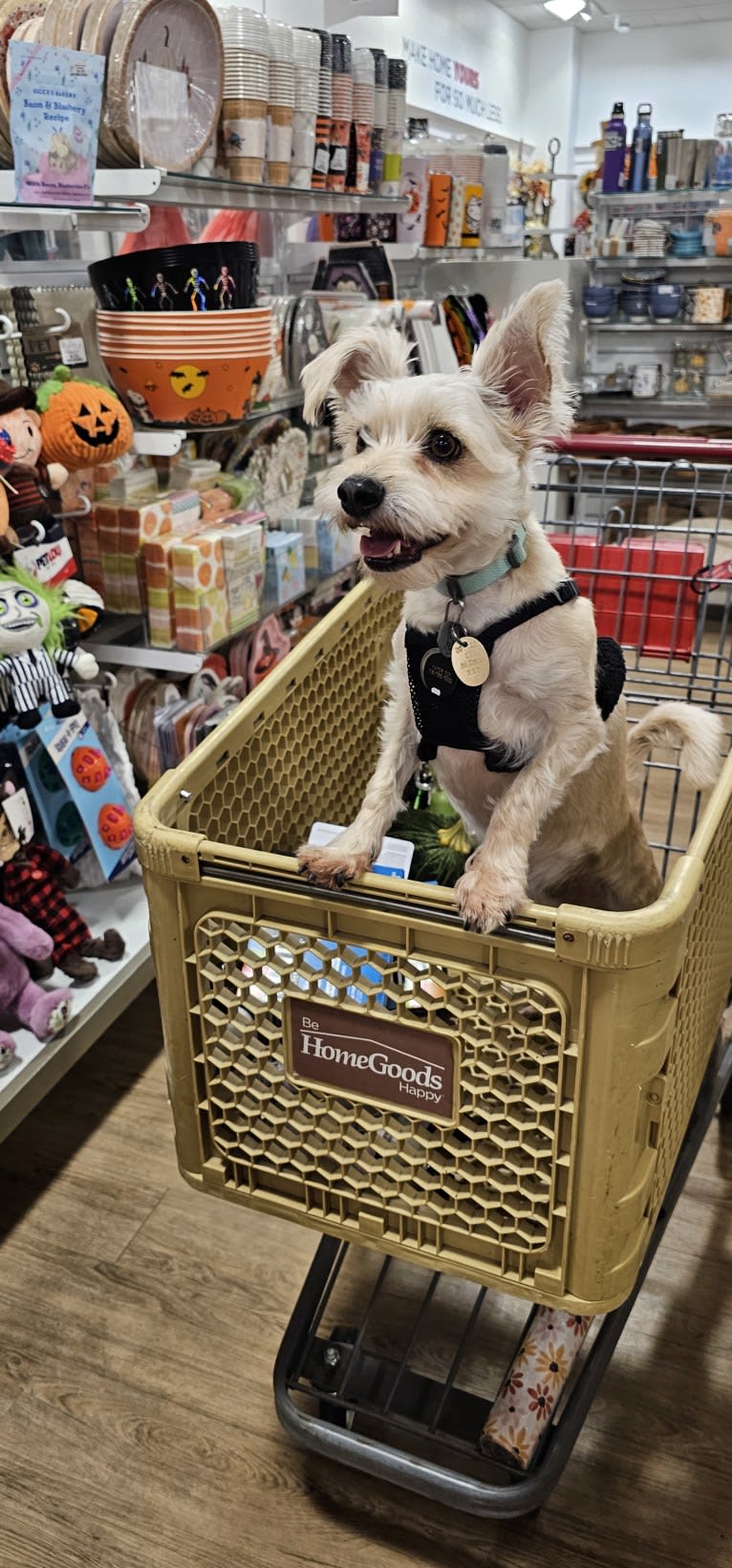 Tater Tot, a Maltese and Miniature Pinscher mix tested with EmbarkVet.com