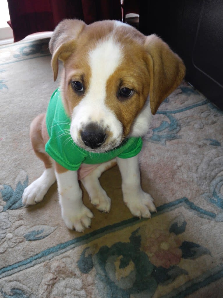 Charlie, an American Pit Bull Terrier and Chow Chow mix tested with EmbarkVet.com