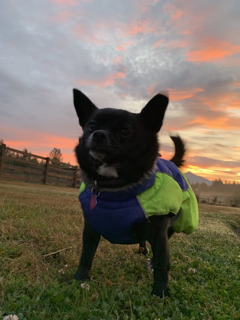 Indy, a Pomeranian and Shih Tzu mix tested with EmbarkVet.com