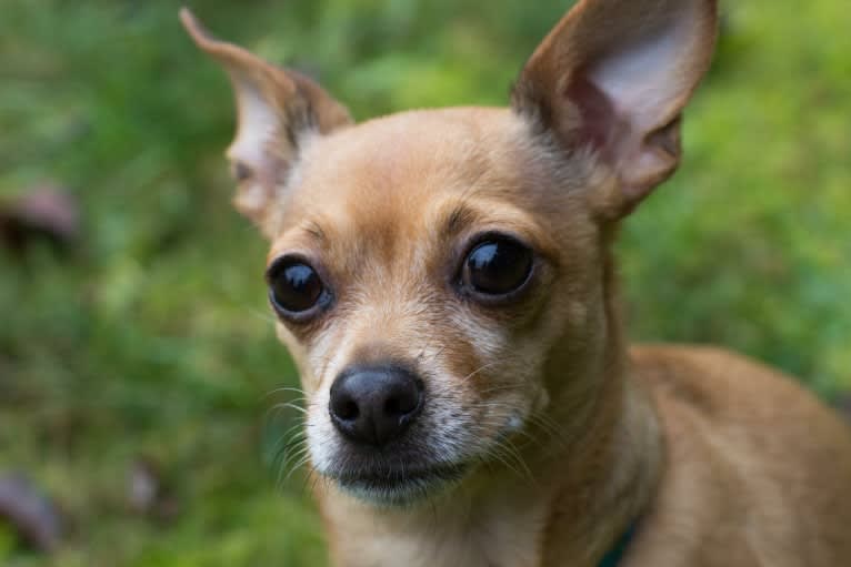 Poco, a Chihuahua and Miniature Schnauzer mix tested with EmbarkVet.com
