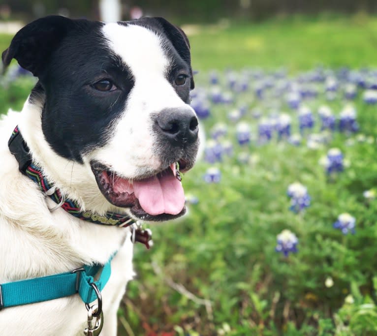 Eleven, a Bulldog and Great Pyrenees mix tested with EmbarkVet.com