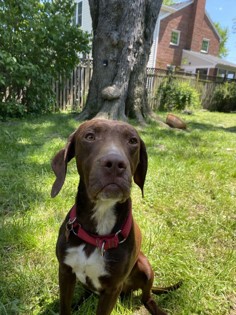 Photo of Franklin Hans Neidermeyer, a Pointer, German Shorthaired Pointer, and Treeing Walker Coonhound mix in Alexandria, Virginia, USA