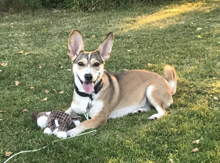 Bella, an Eastern European Village Dog tested with EmbarkVet.com