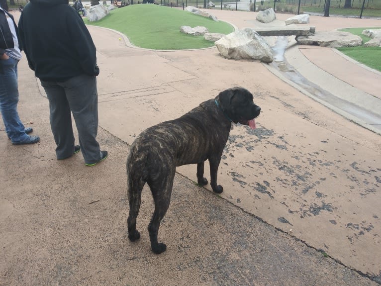 Izzy, a Mastiff tested with EmbarkVet.com