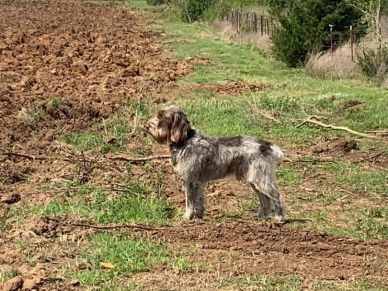 Bear, a Spinone Italiano tested with EmbarkVet.com