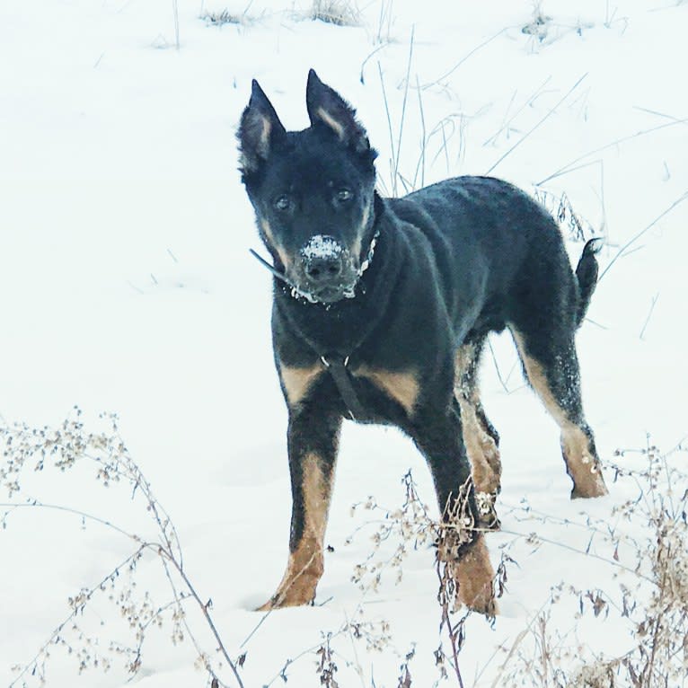 Ragar, a Beauceron tested with EmbarkVet.com