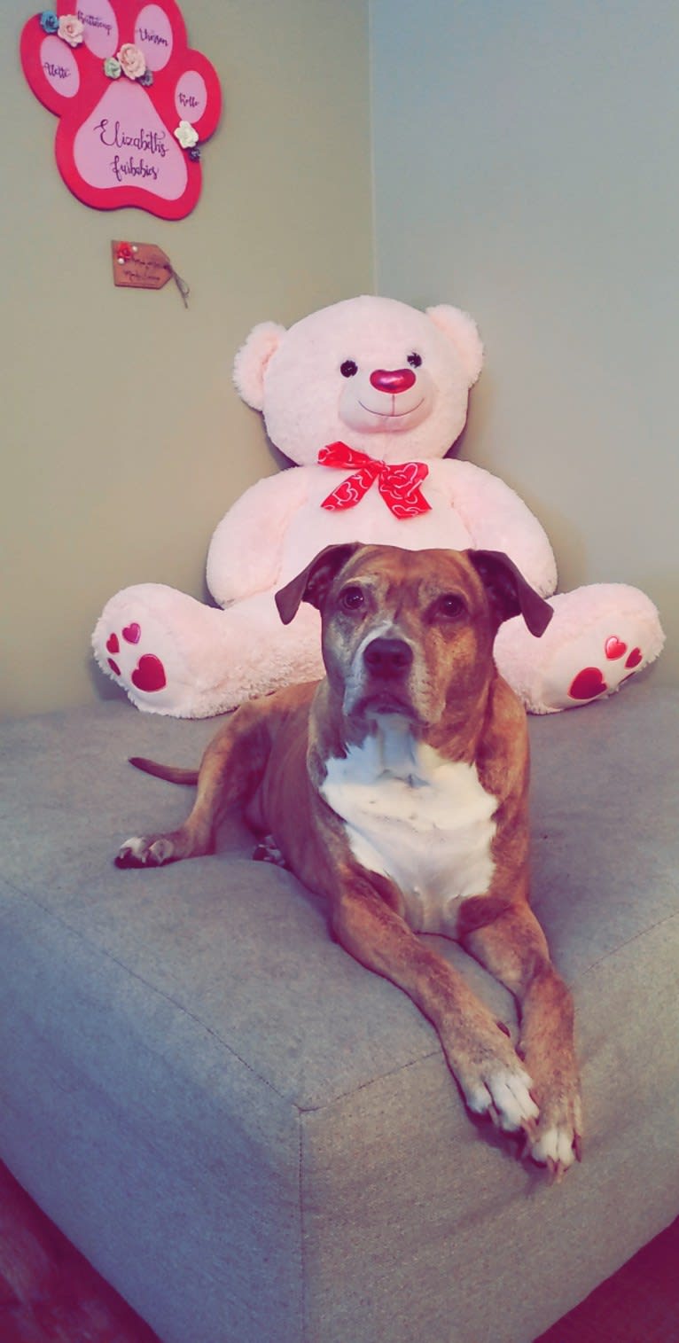 Buttercup, an American Pit Bull Terrier and Labrador Retriever mix tested with EmbarkVet.com