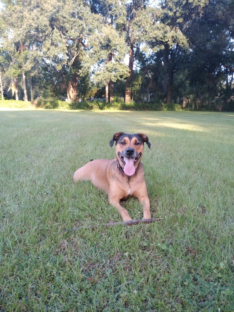 Franco, an American Pit Bull Terrier and Rottweiler mix tested with EmbarkVet.com